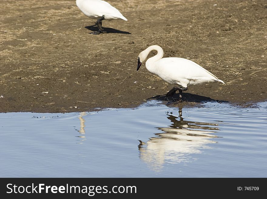 Reflection of a swan