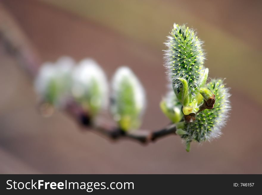 Spring flowering of a willow