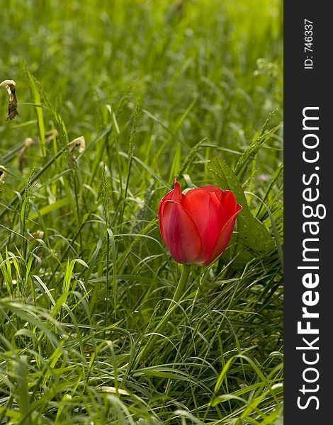 Red tulip surrounded by green grass. Red tulip surrounded by green grass