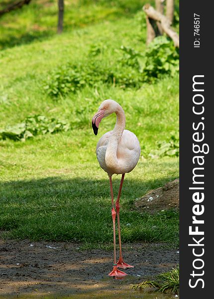 Pink flamingo at the zoo