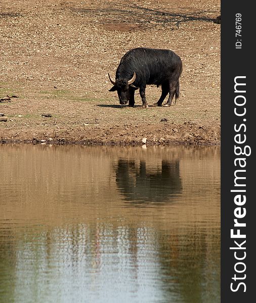 Domestic buffalo