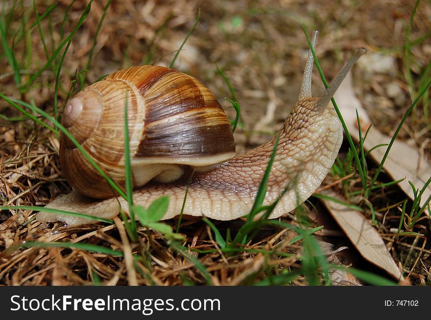 A snail advancing on the ground. A snail advancing on the ground
