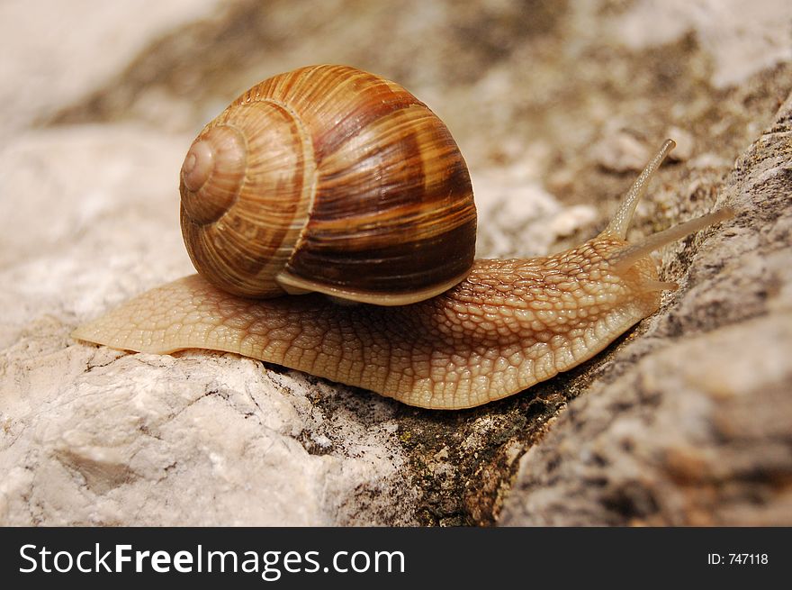 Snail Moving On A Rock