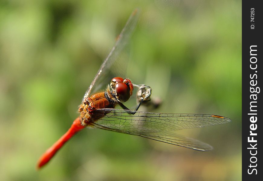 Red dragonfly on stick by a lake.