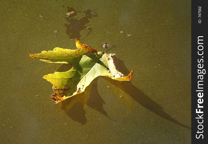 Autumn leaf in a green puddle
