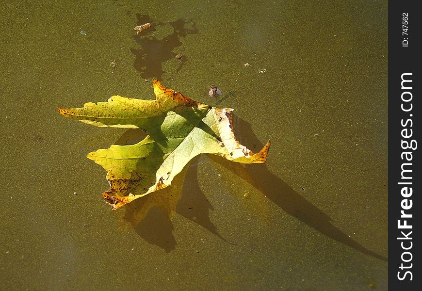 Autumn Leaf