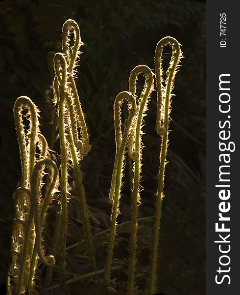 Backlit baby ferns on dark background