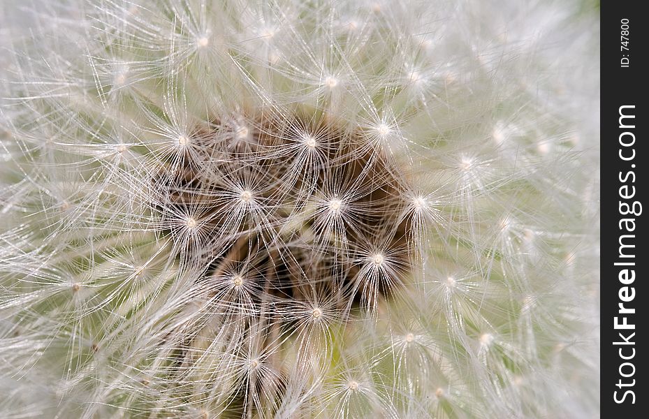 Dandelion background