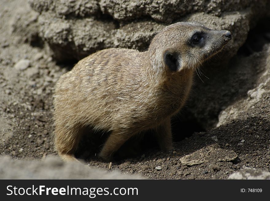 Rodent seized in alert or smelling something. Rodent seized in alert or smelling something