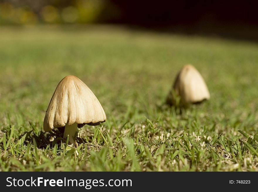 Two wild mushroom in different depth of field. Two wild mushroom in different depth of field
