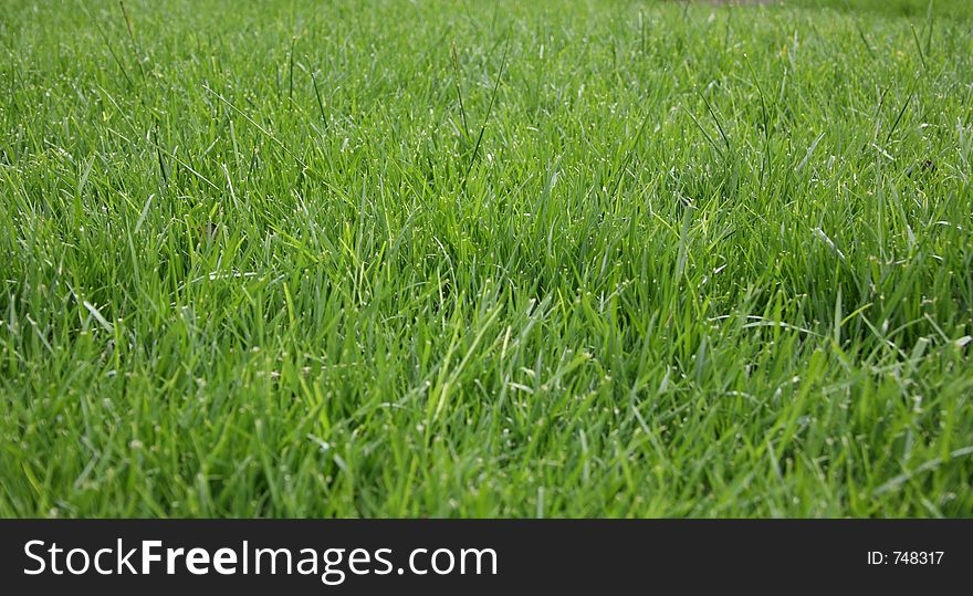 Green Grass With Long Blades. Green Grass With Long Blades