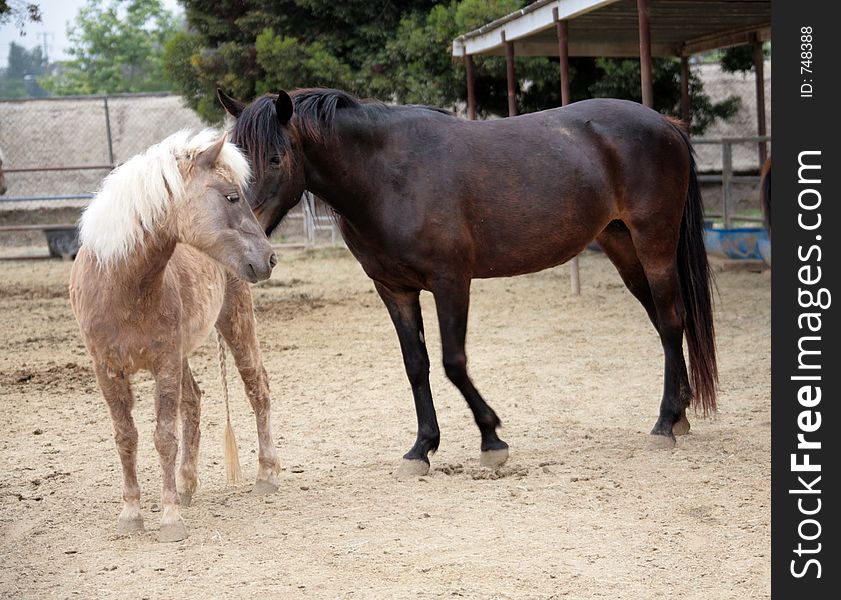 Two Horses Interacting