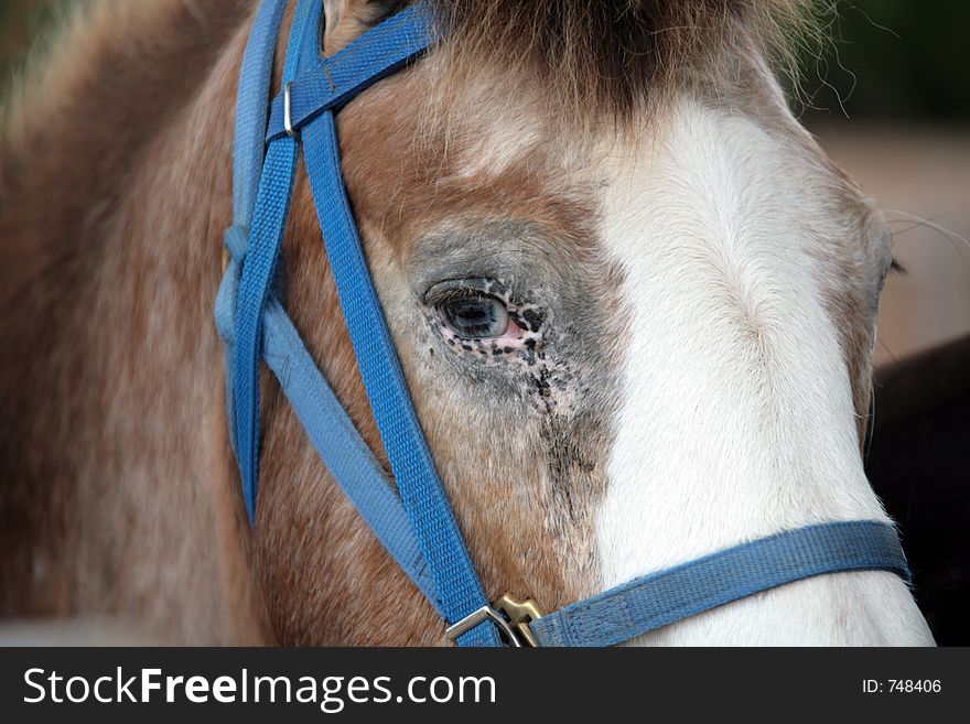 Horse Eye Up Close. Horse Eye Up Close