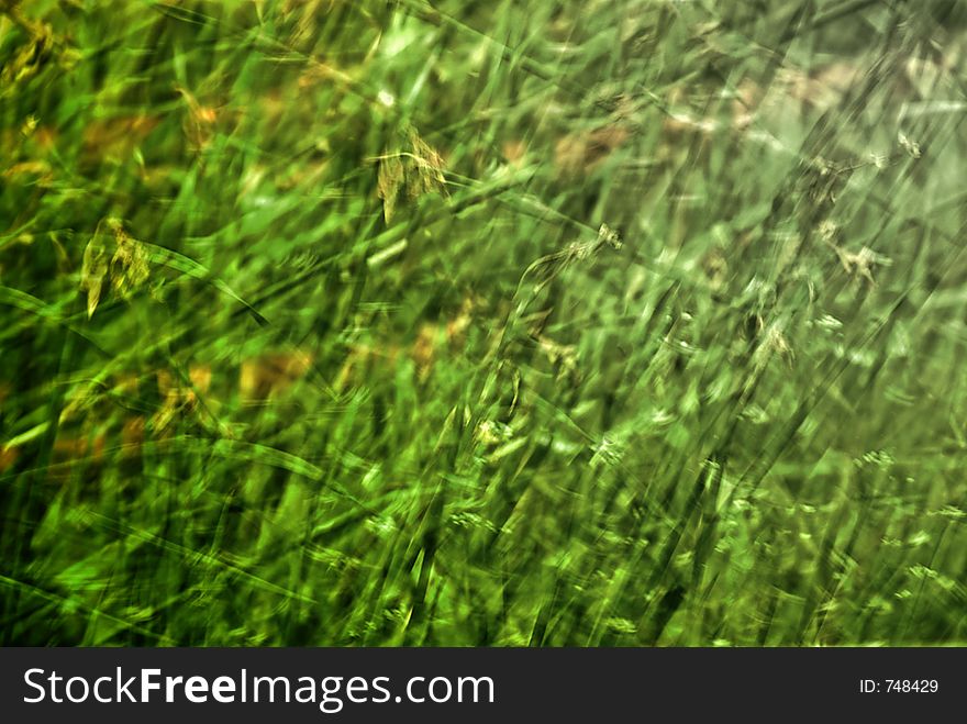 Abstract background image - foliage