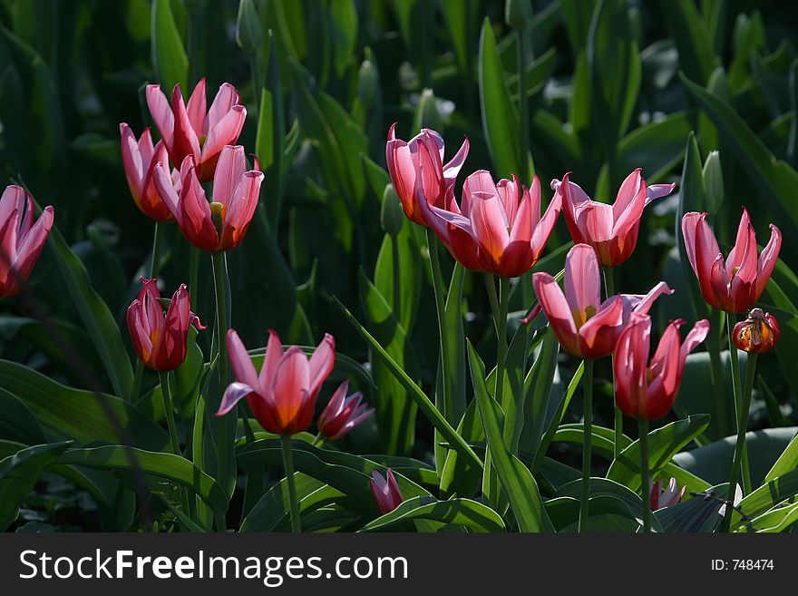 Original The Tulips