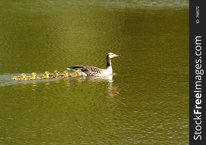 The goose floats in the water in pond