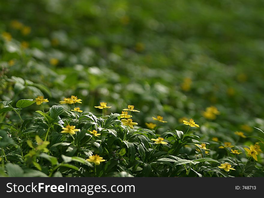 Glade with small yellow flowers