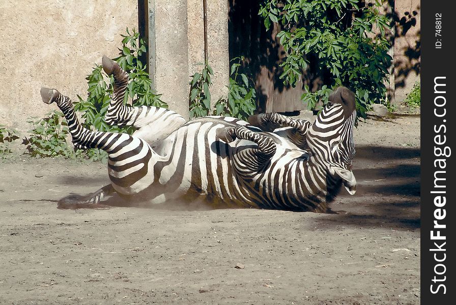 Zebra rolling around in dirt, taken in ZOO. Zebra rolling around in dirt, taken in ZOO.