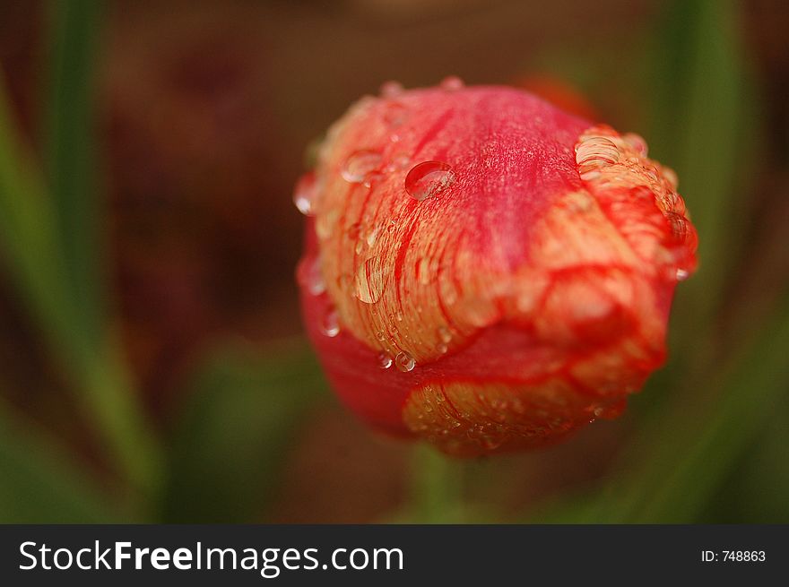 Unhappy tulip in the rain