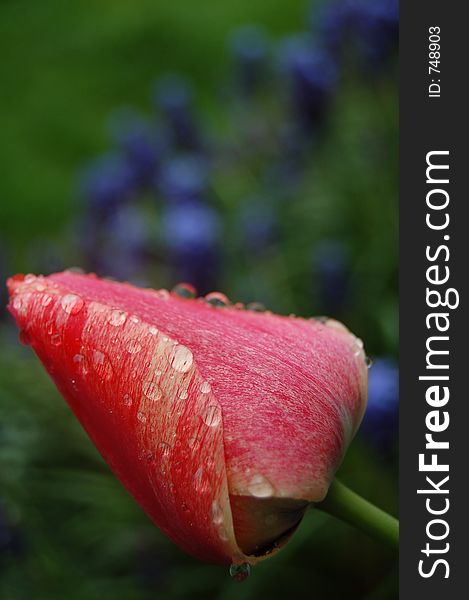 Spring rainy tulip in the garden