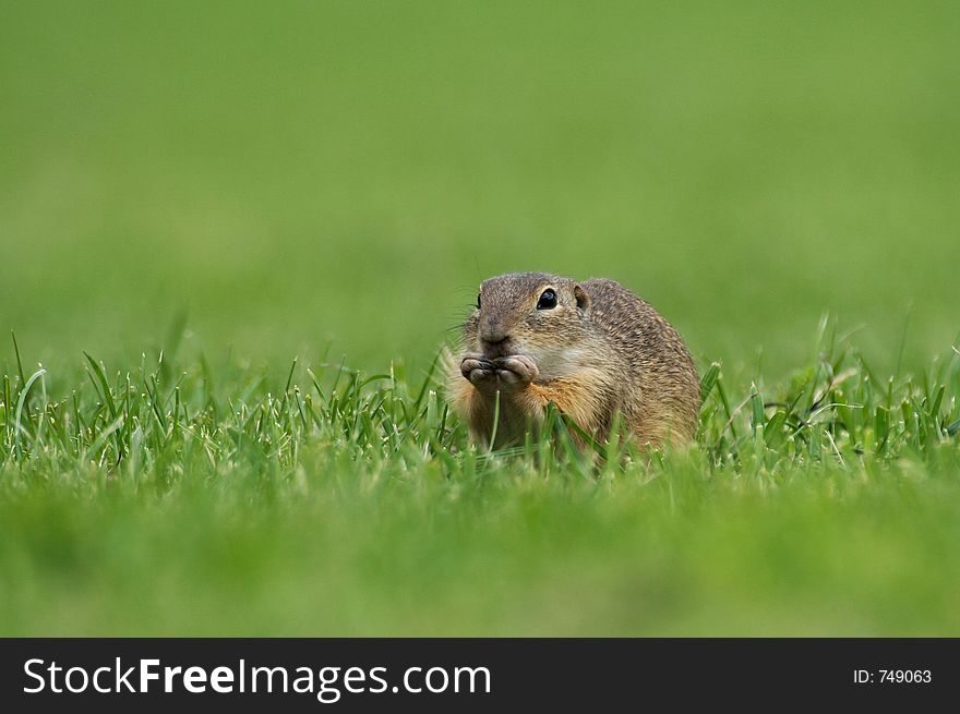 Eating souslik (Spermophilus citellus) on the field