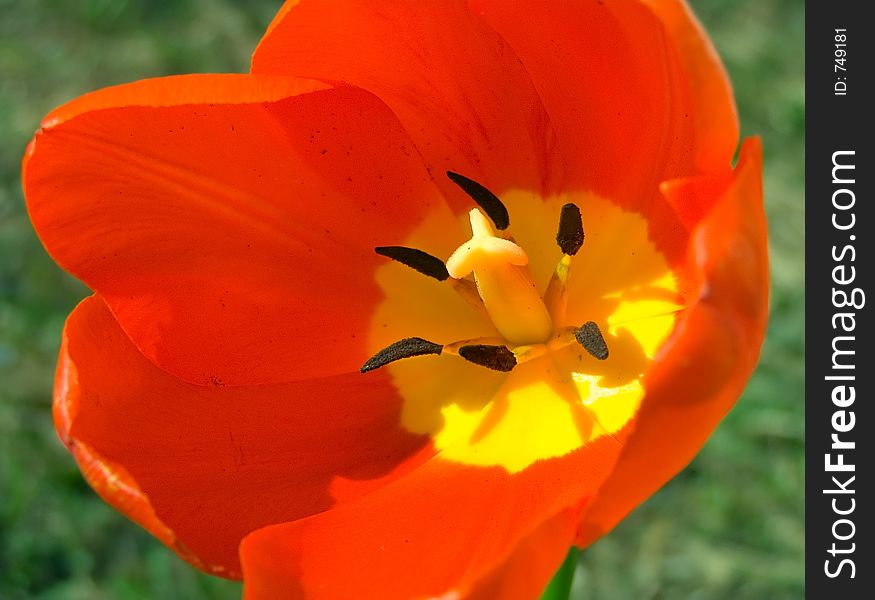Tulip macro. Tulip macro