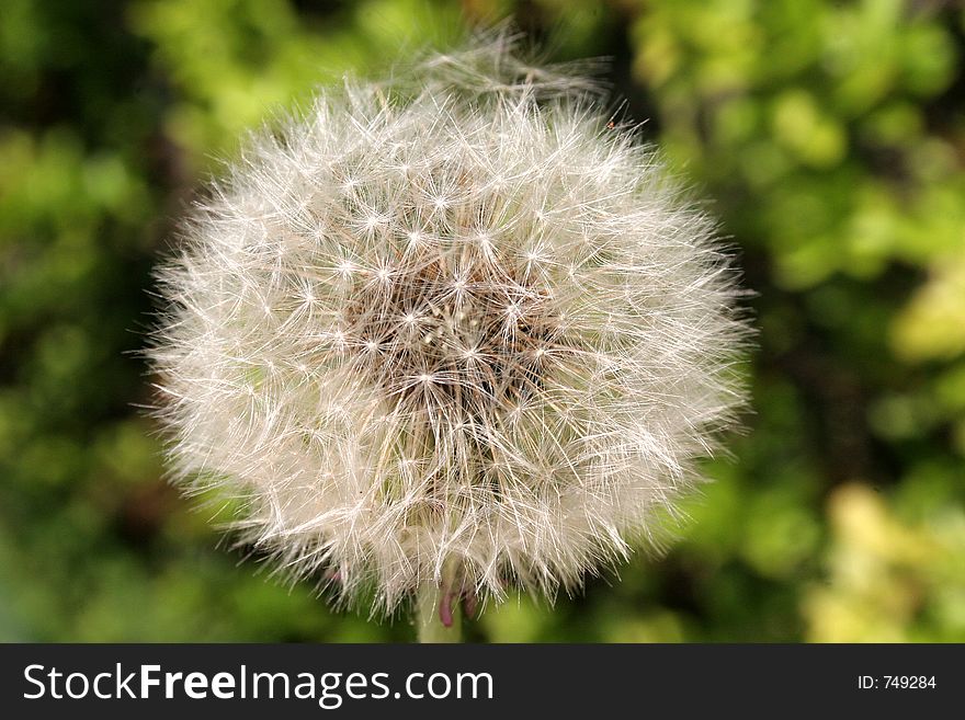 Dandelion in nature