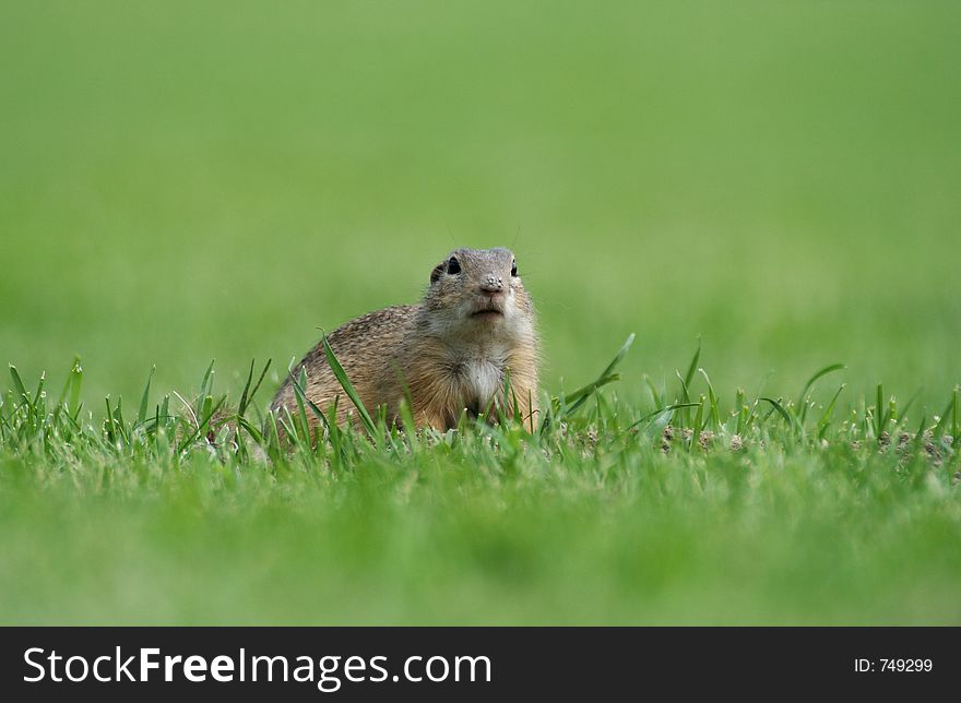 Souslik (Spermophilus citellus) on the field