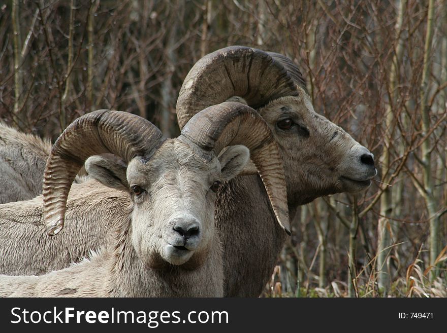 Long Horn Sheep, Colorado