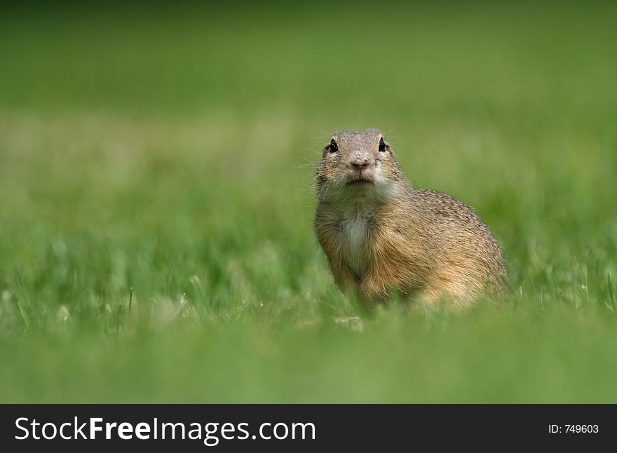 Souslik (Spermophilus citellus) on the field