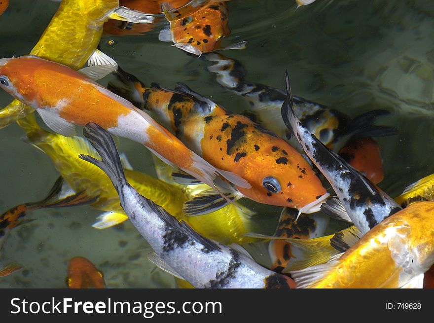 Group of fishes