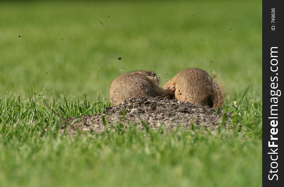 Fighting sousliks (Spermophilus citellus) near the hole on the field