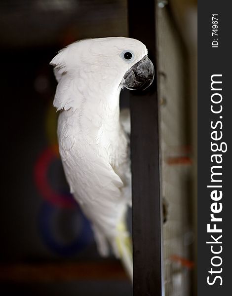 White Umbrella Cockatoo Side View With High DOF