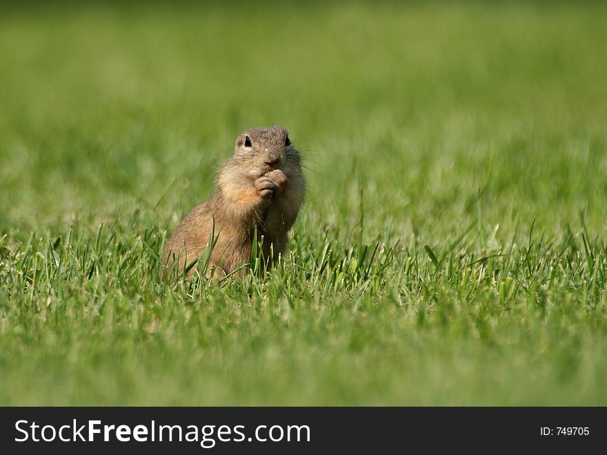 Souslik (Spermophilus citellus) on the field