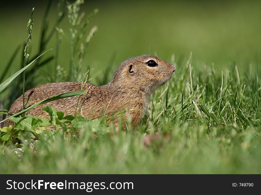 Souslik (Spermophilus citellus) on the field