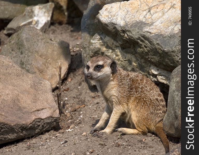 Meerkat in between rocks