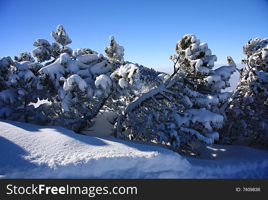 Pine trees with snow