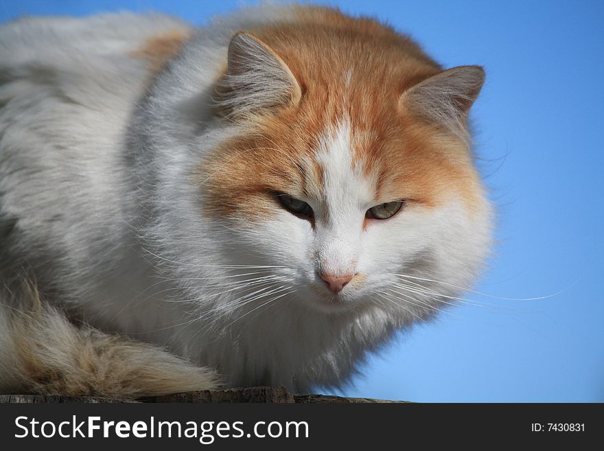 Orange and white cat with blue background. Orange and white cat with blue background