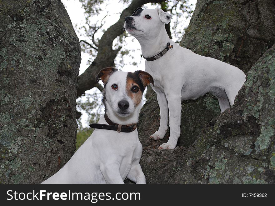 Two Jack Russell's looking curios after climbing on a big tree. Two Jack Russell's looking curios after climbing on a big tree