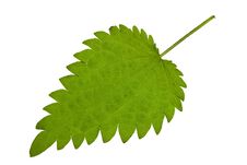 Green Nettle Stock Photo Green Nettle Stock Photo