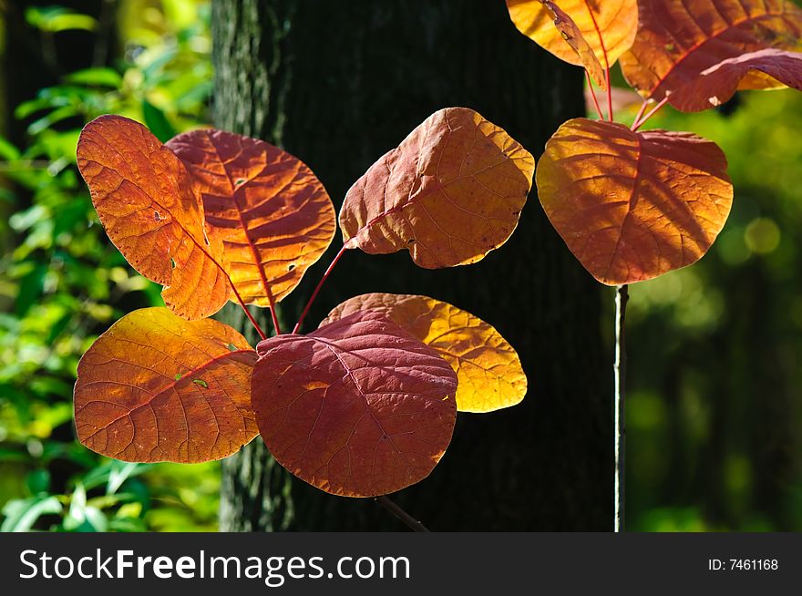 Bright autumn leaves on the tree branch