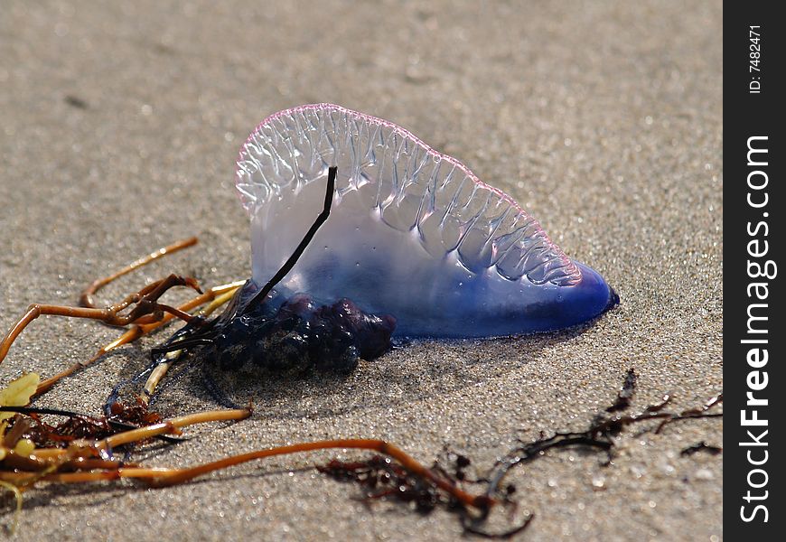 Portuguese Man of War jellyfish stranded on Atlantic beach. Portuguese Man of War jellyfish stranded on Atlantic beach