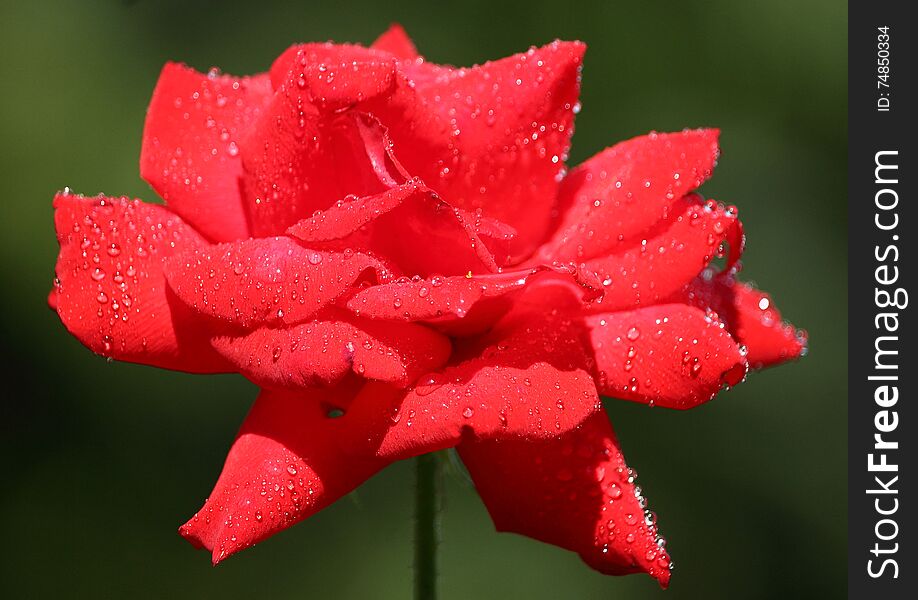 Red rose with water droplets on a dark background in a botanical garden. Red rose with water droplets on a dark background in a botanical garden