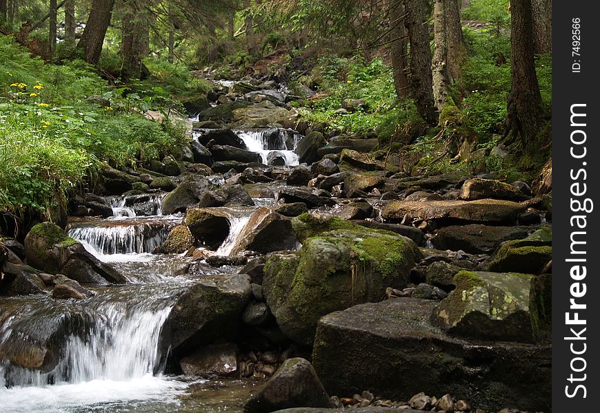 There is stream in forest