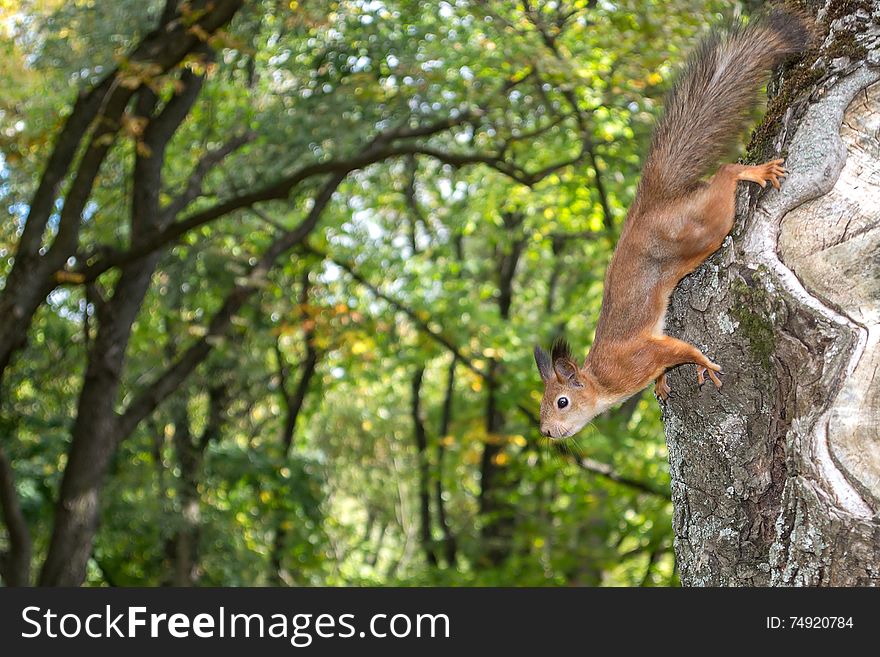 Squirrel on  a tree in the park