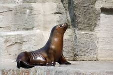 Seal On A Rock Stock Photos