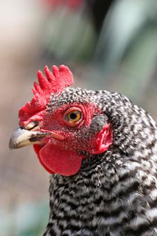 Rooster Stock Photography