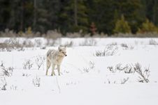 Coyote In Yellowstone Stock Images Coyote In Yellowstone Stock Images