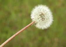 Blowball Royalty Free Stock Images Blowball Royalty Free Stock Images