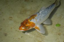 White And Orange Fish Stock Image